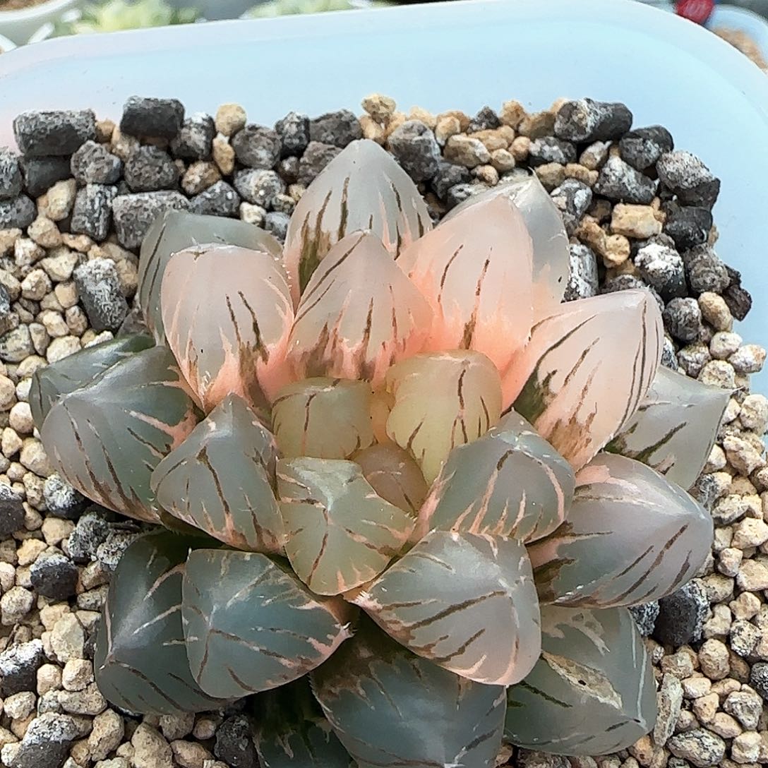 80号OM玉露锦5.7左右一物一拍带盆土