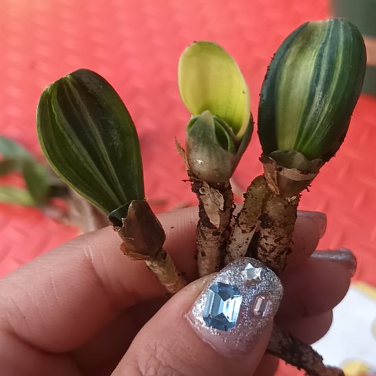 生****春特色花卉君子兰小苗