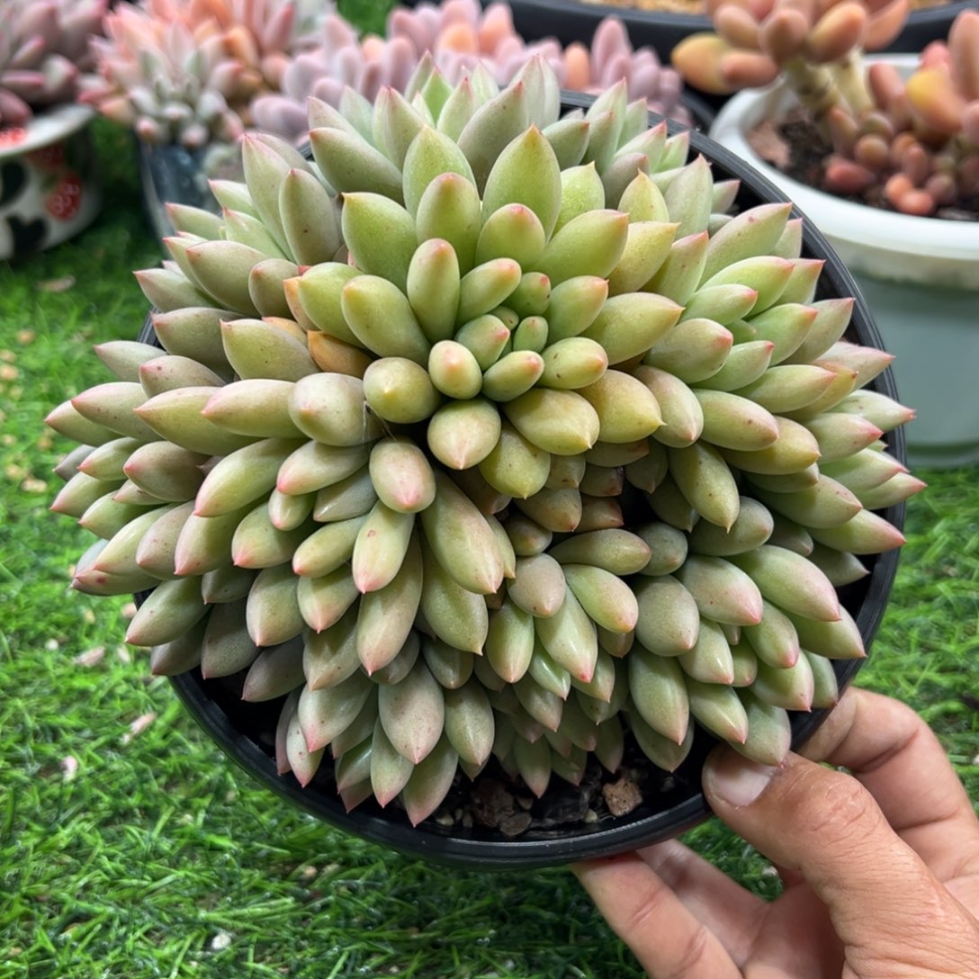 1118396 岩子美人群生手捧12头