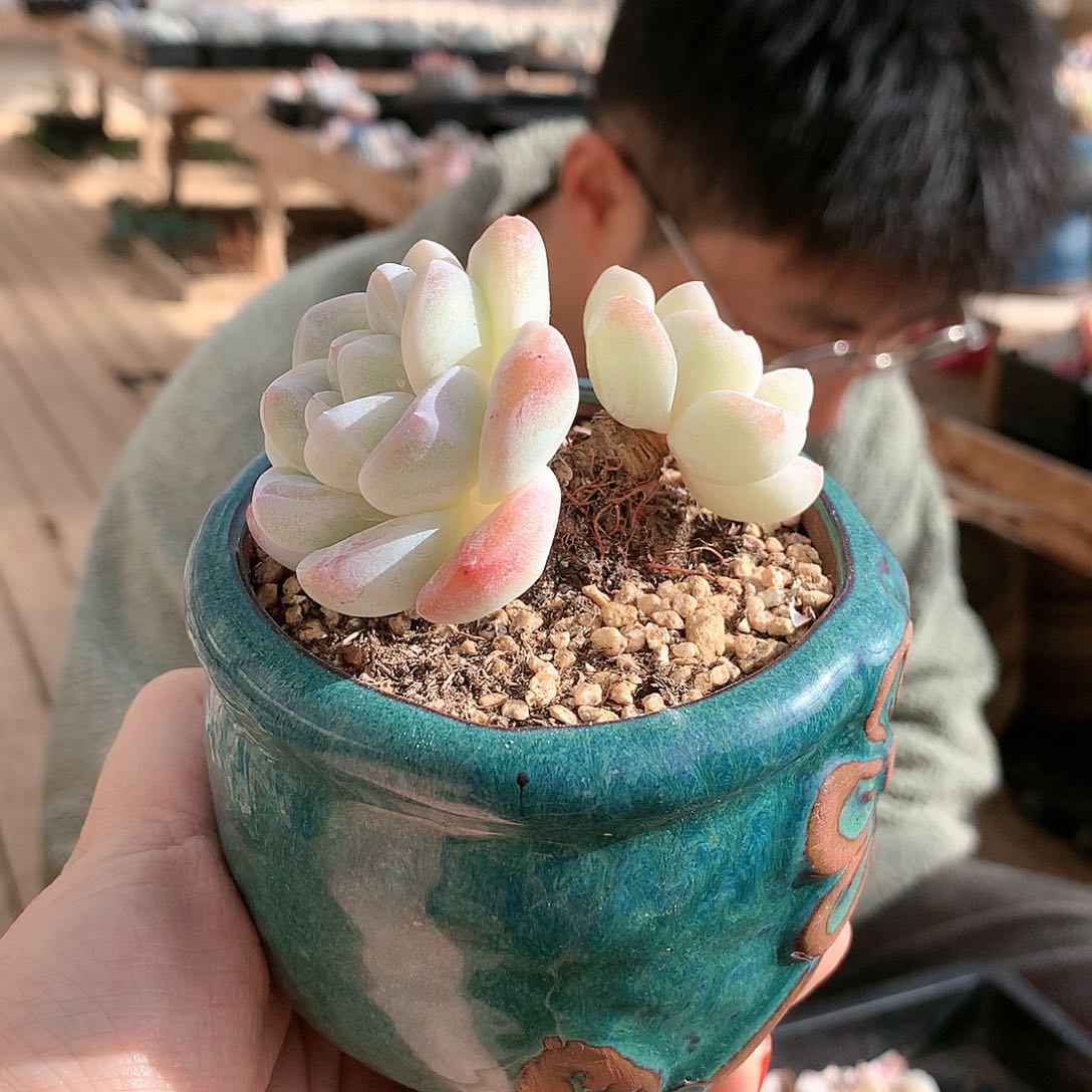 老桩双头6厘米冰玉