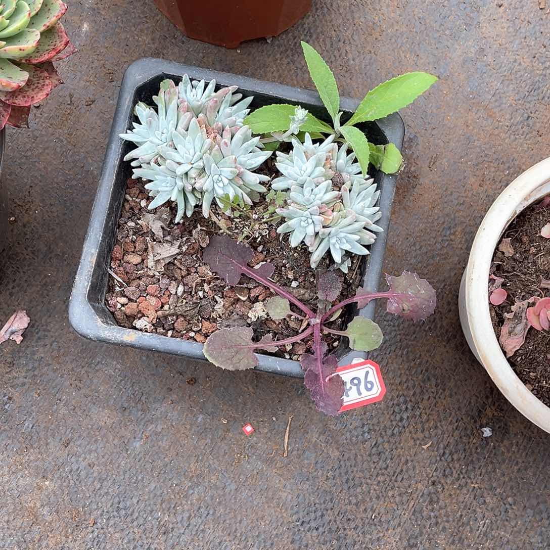 496白菊 一物一拍多肉