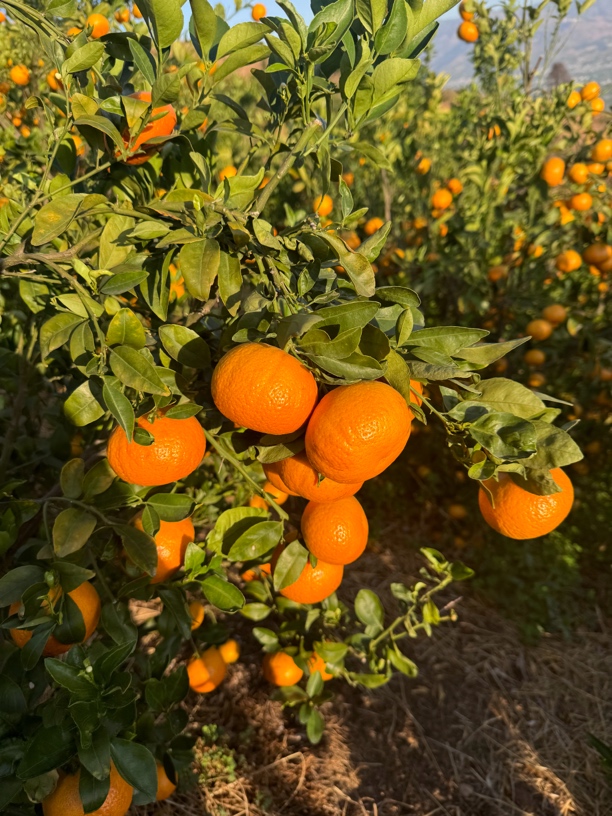 云南现摘现发沃杆茂谷杆