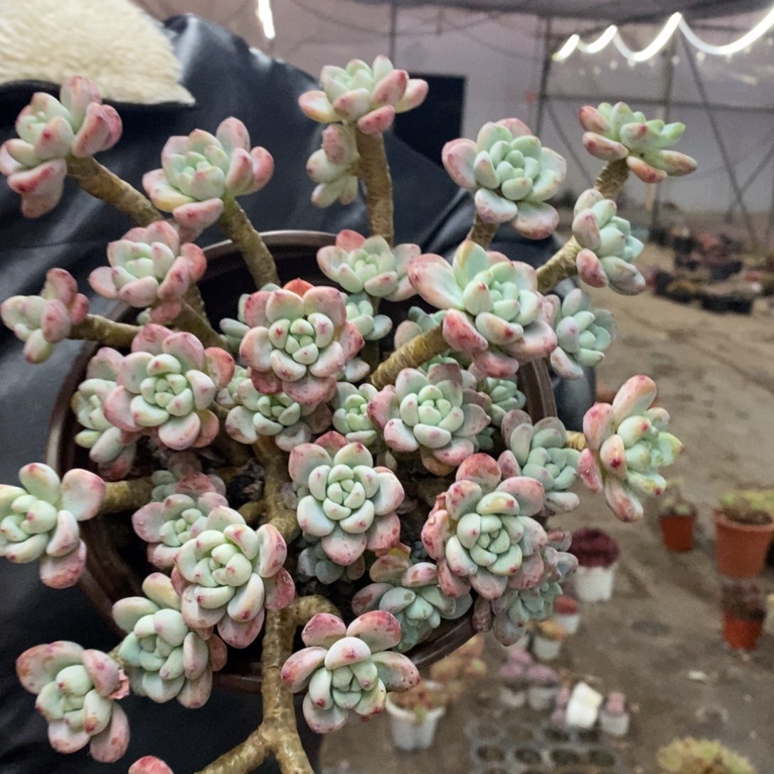 劳尔大盆整桩老桩