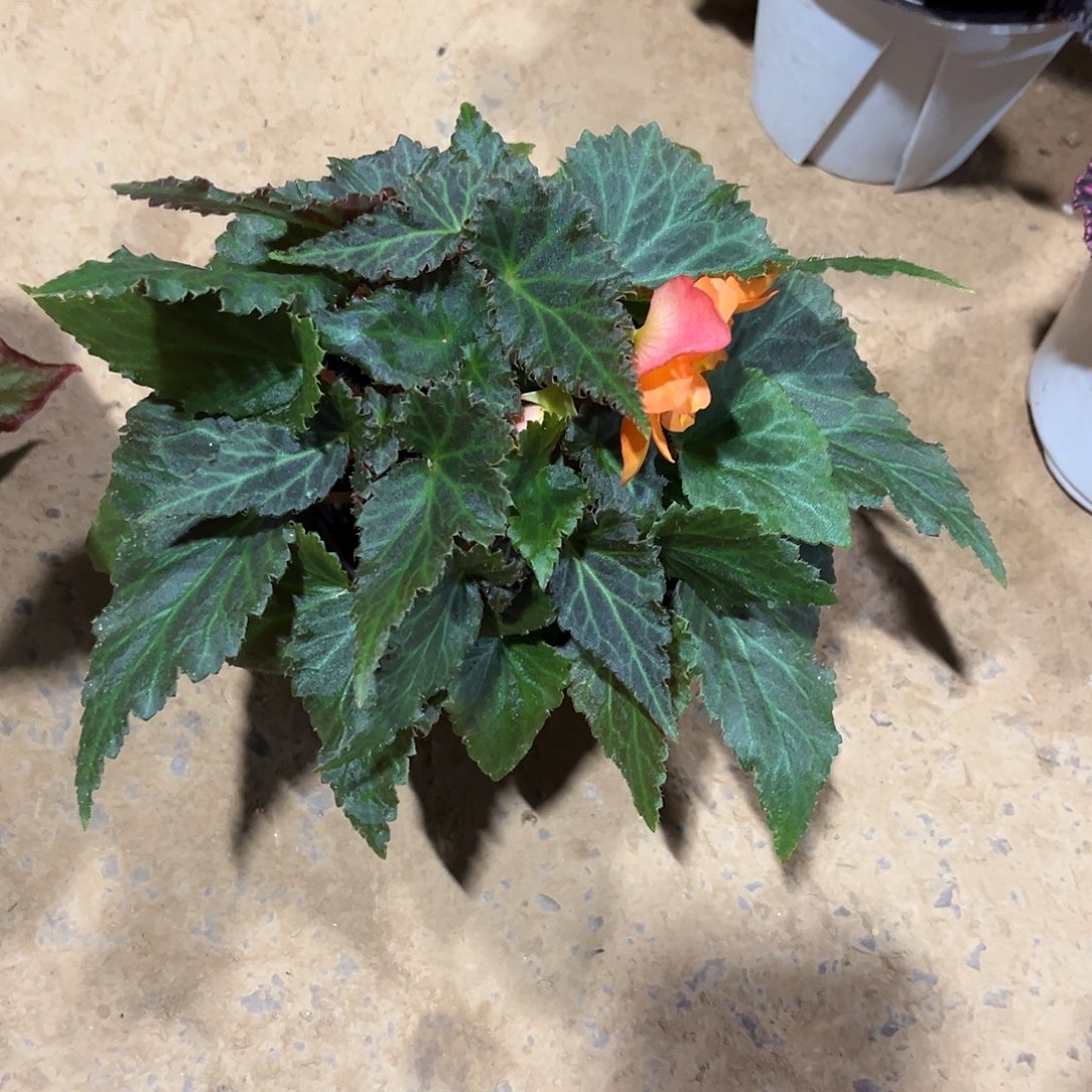 无花朵开花海棠天津