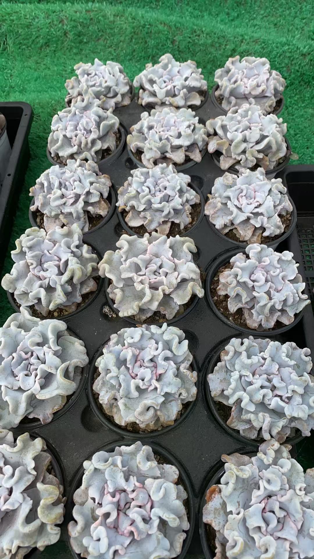 芭蕾舞者-白饺子皮[两颗]，多肉植物