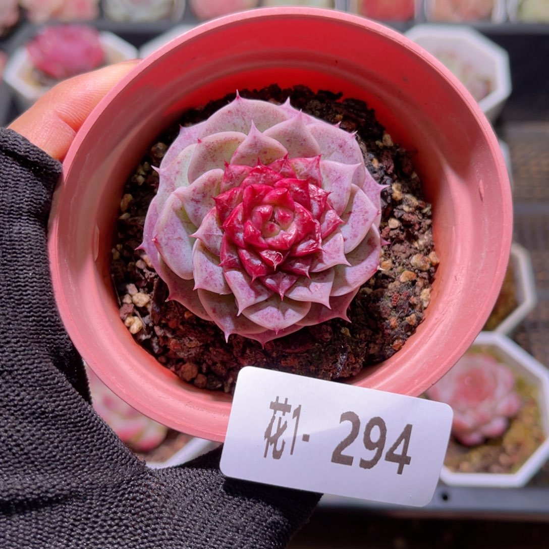 花01-294落霞单头