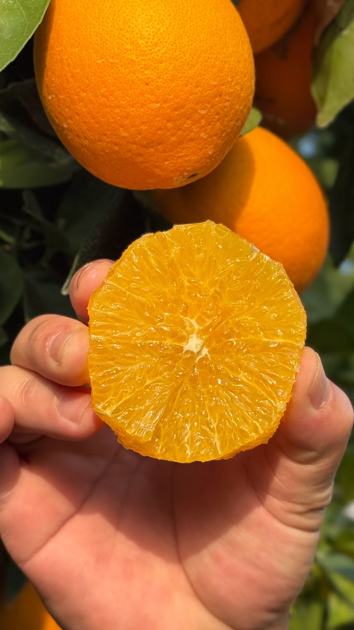 寻乌正宗赣南脐橙新鲜采摘当季水果产地直发皮薄肉厚孕妇京东包邮