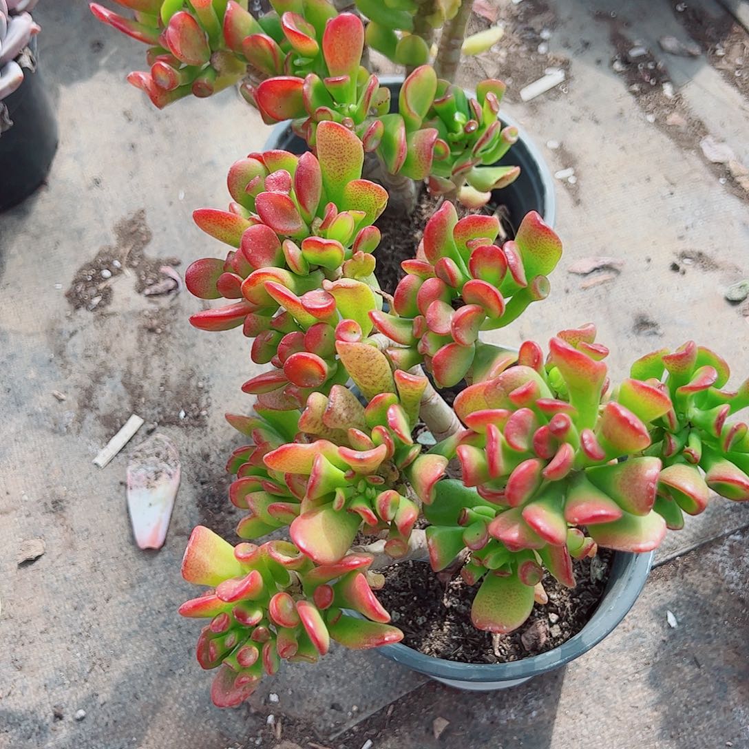 吸财树多头造型精品