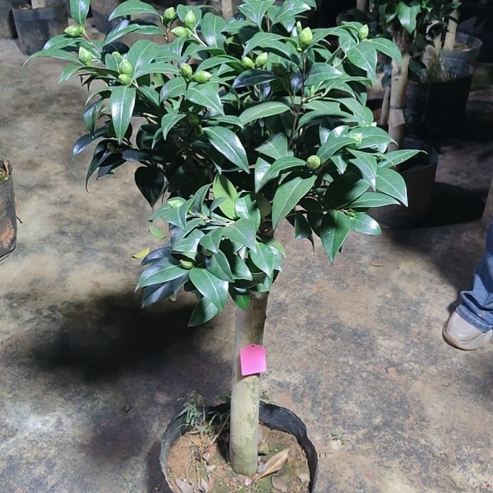 全部花苞巴黎天使不包邮