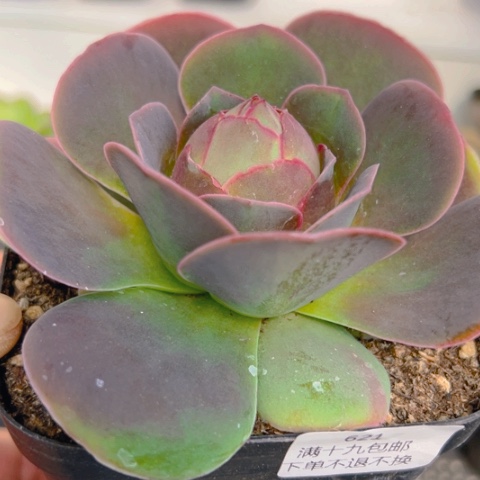 621 山地玫瑰基地