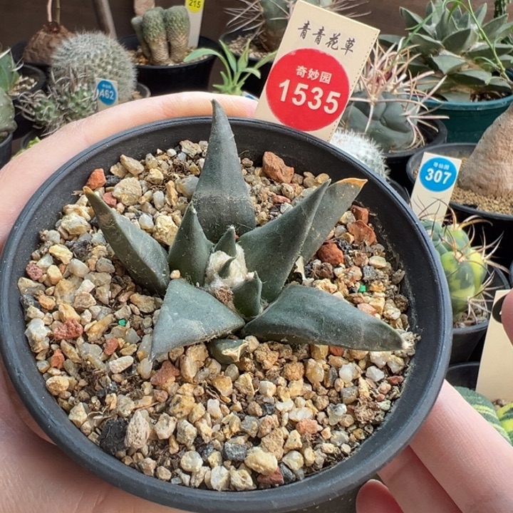 实生龙牙牡丹7cm一棵仙人球