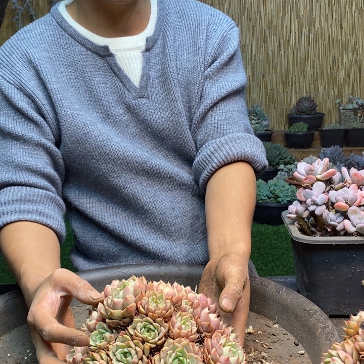 静***心226号苯巴多肉植物