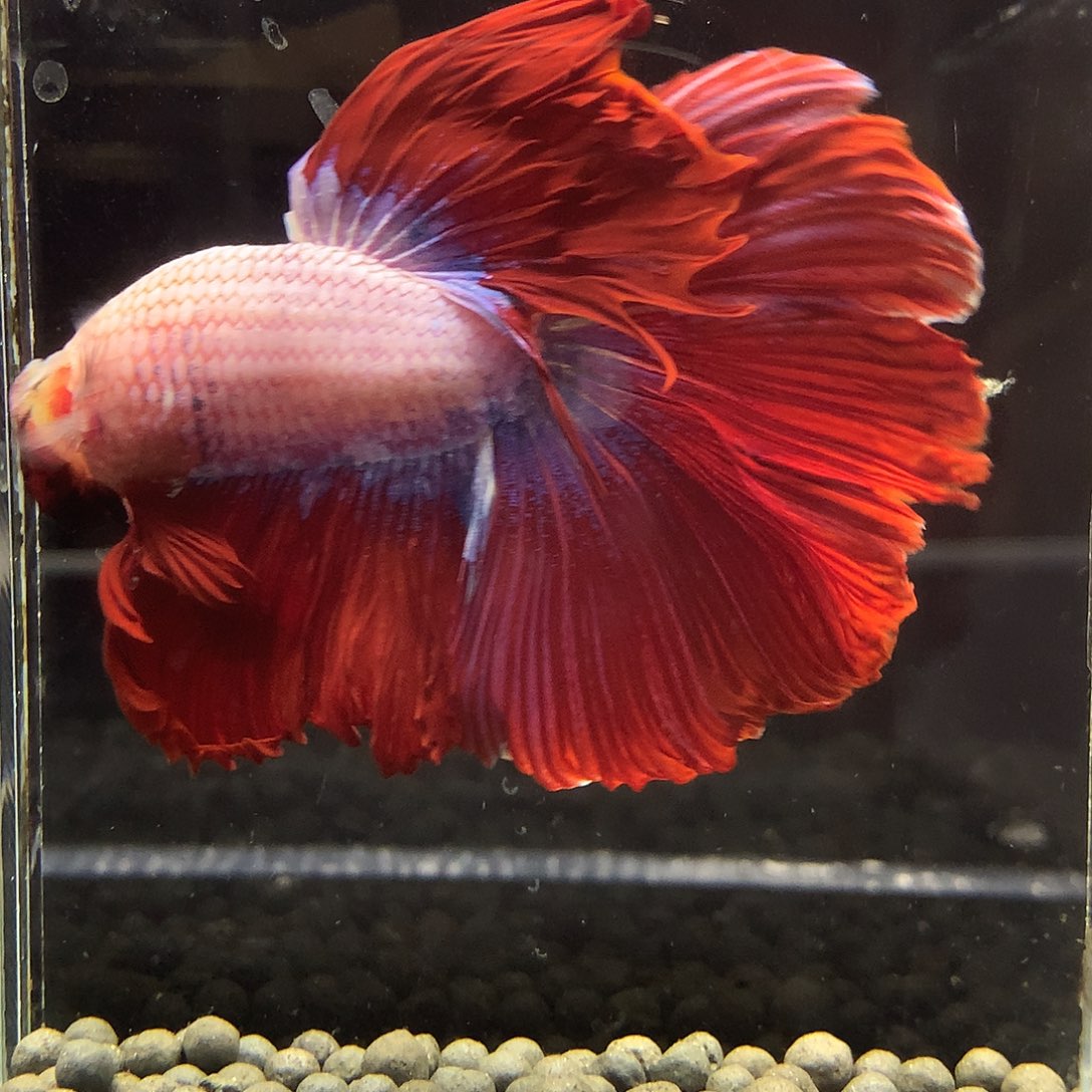 斗鱼七弟泰国斗鱼511