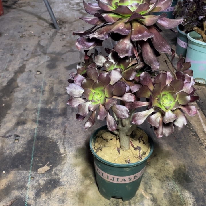 16巫毒多肉多肉植物多肉