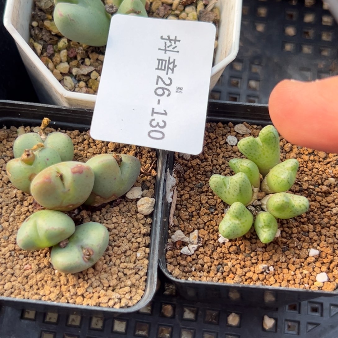 26-130肉锥多肉植物，