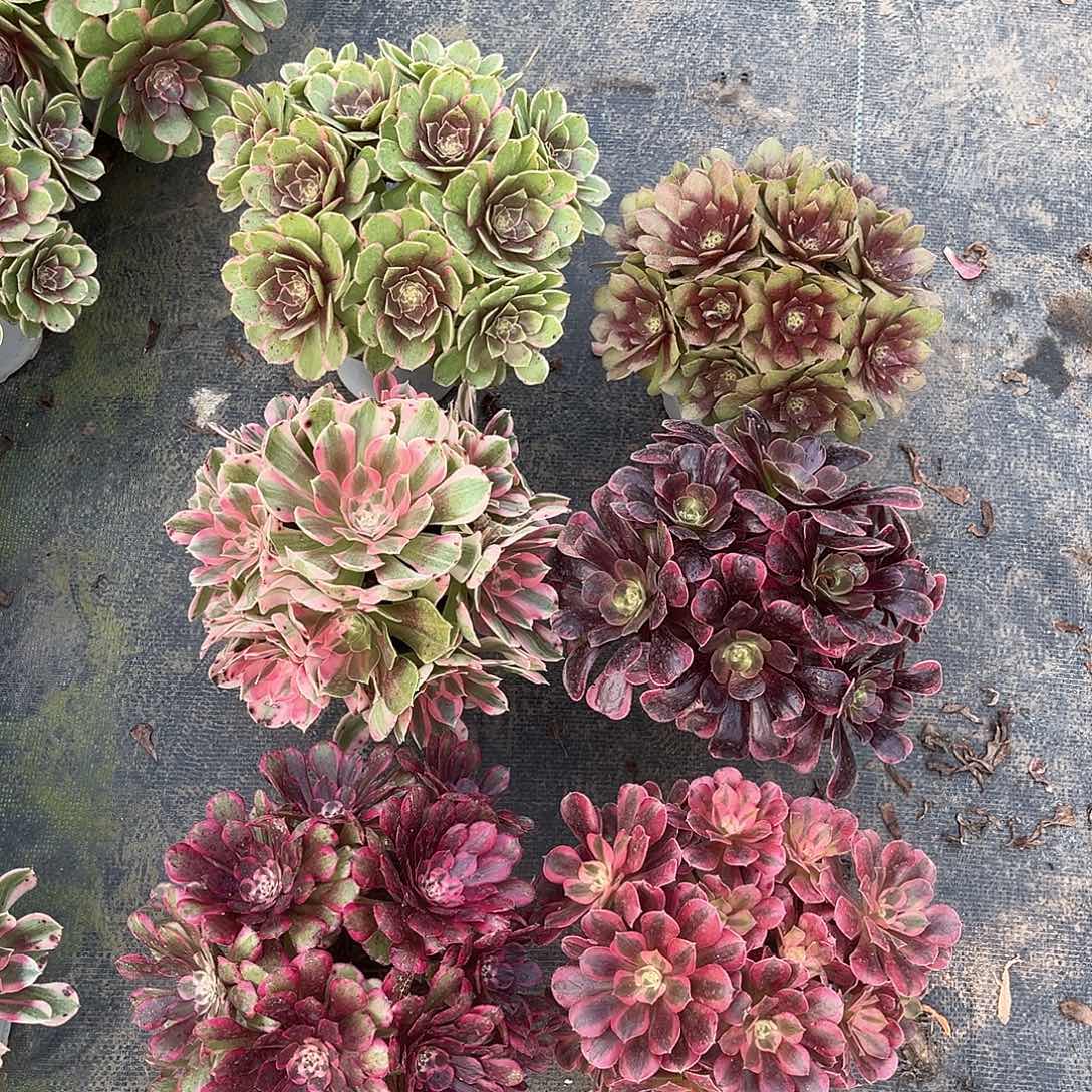 陈***姐法师套餐法师套餐