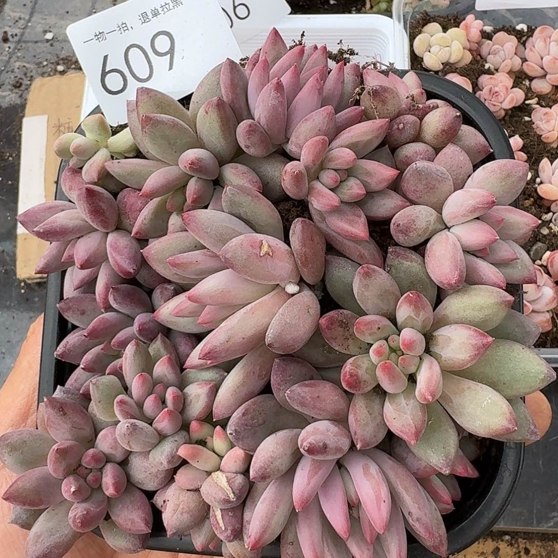 杂交新品珍妮多肉609