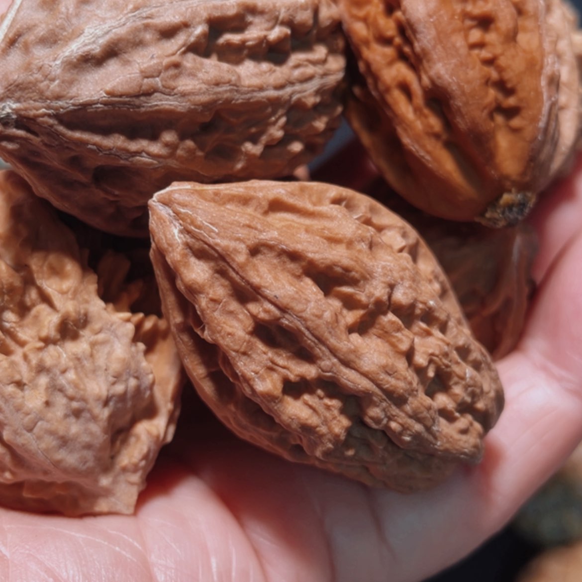 【闪购商品】文玩核桃把件玺*东北楸子5