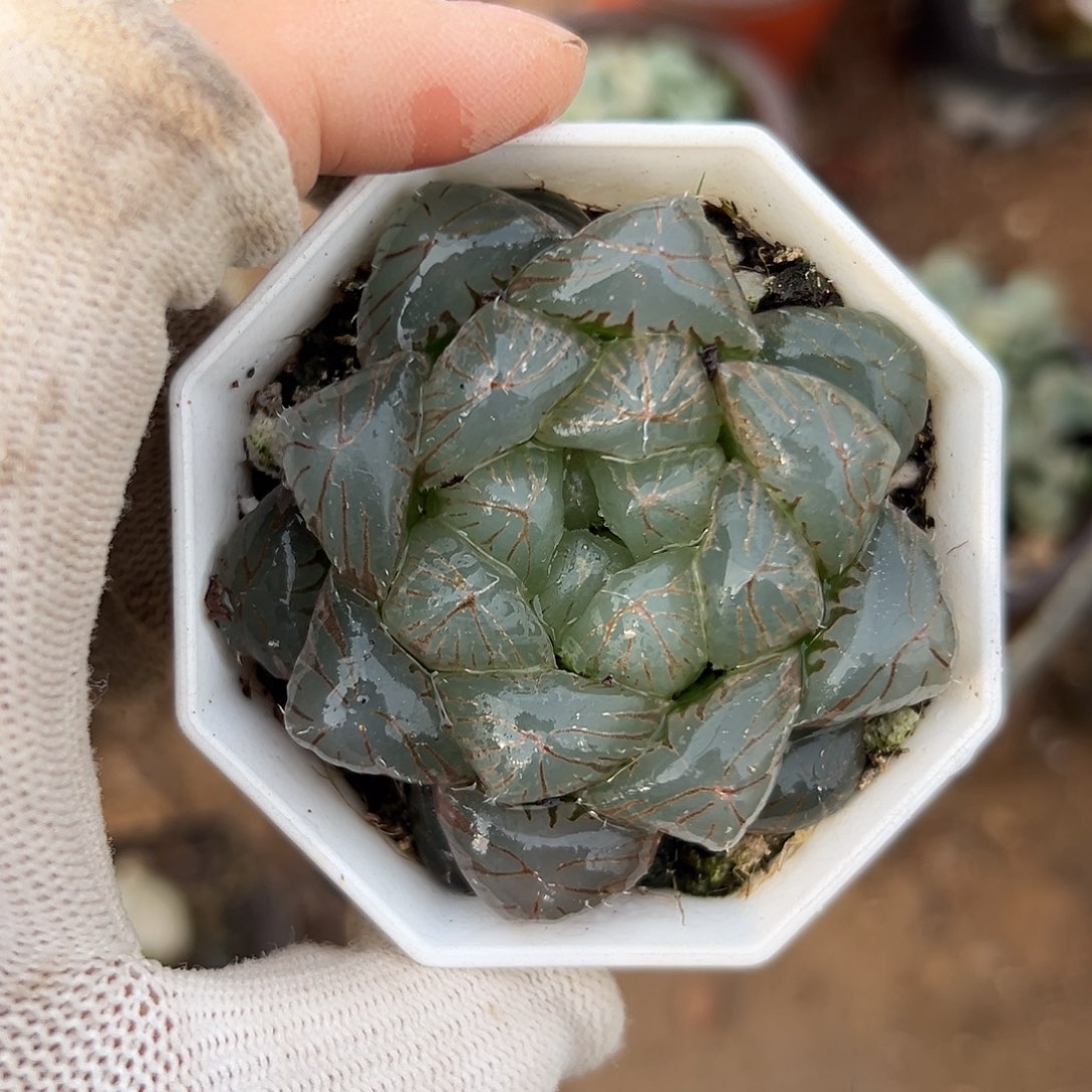 玉露杜呃呃呃呃呃呃呃呃