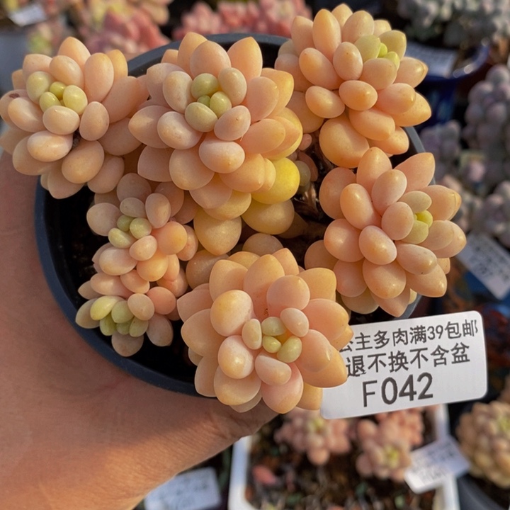 洛可可7cm042多肉植物