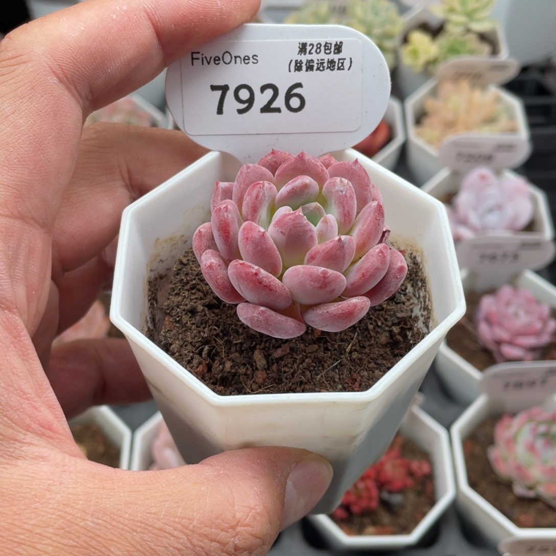 7926水晶琥珀4厘米