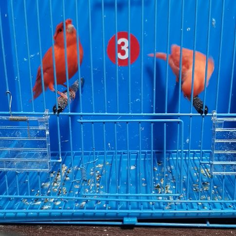 上***水虎皮鹦鹉红袍母一只带霜