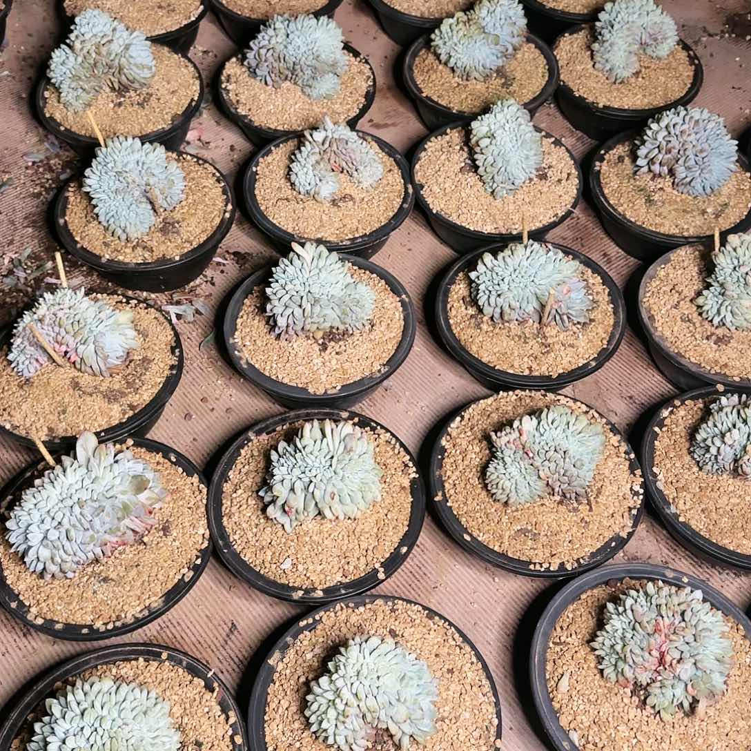 噉噉，星影缀30个1440       肉