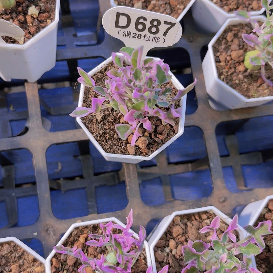 D687仙人笔一物一拍