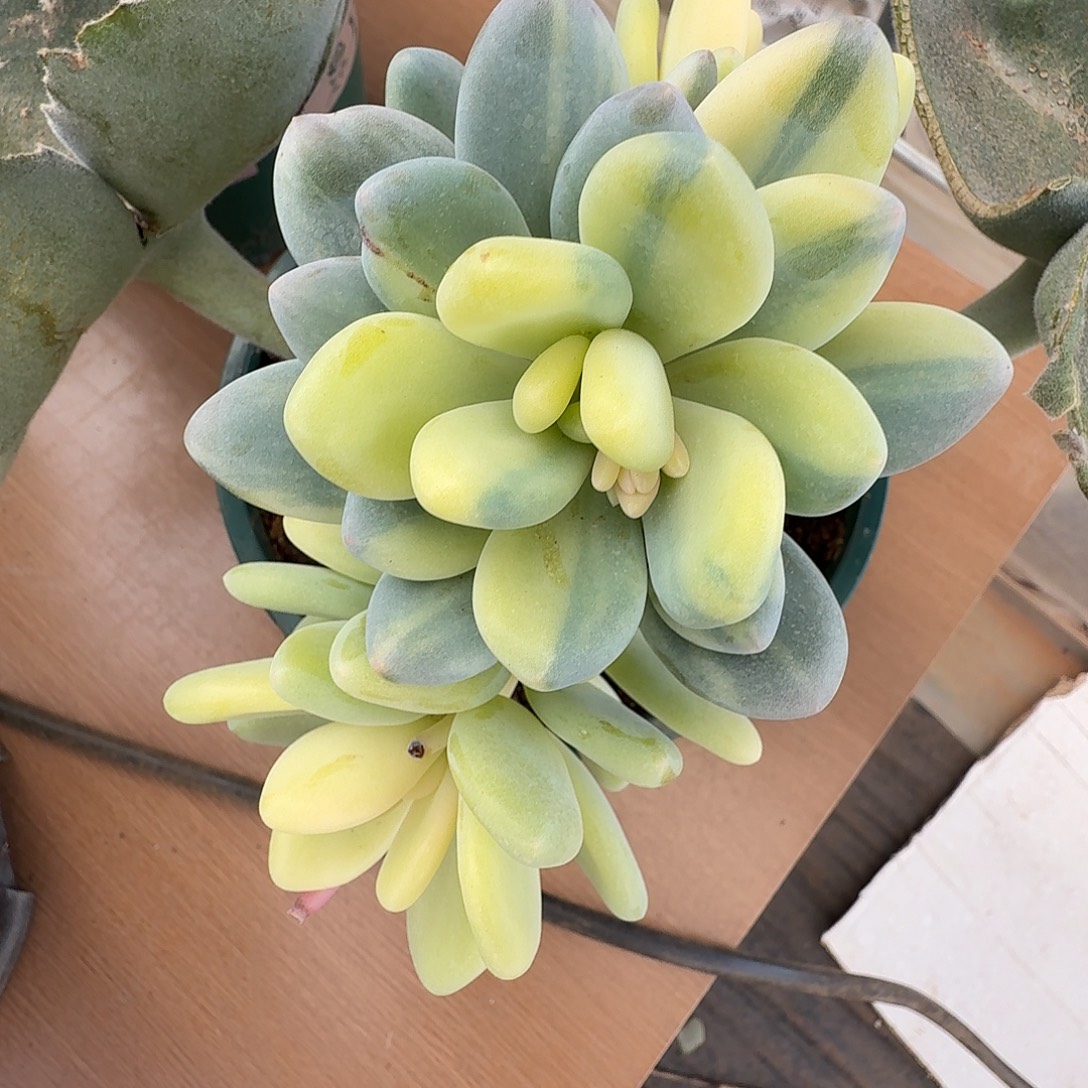 黄金大叶奶11102-7