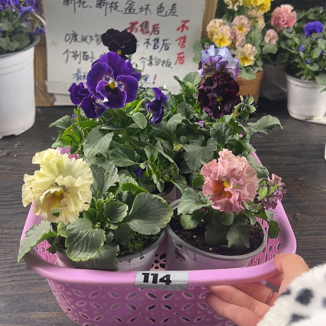 大部分花苞少量开放114号