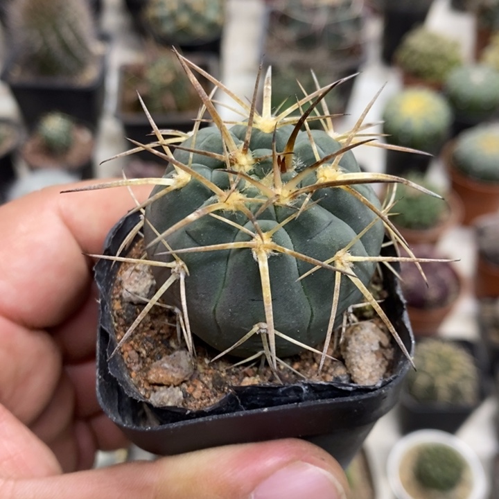 实生光临玉特价福利