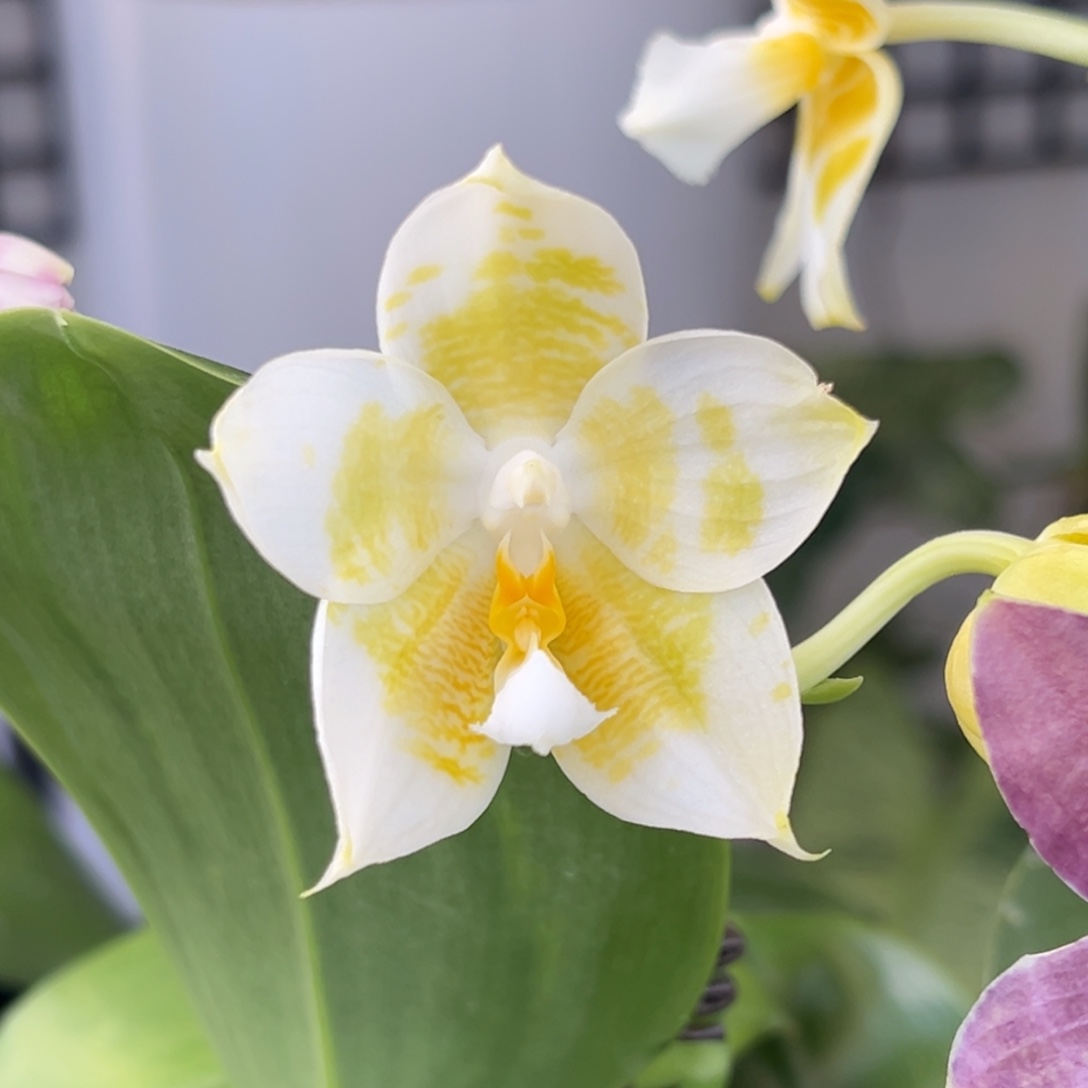 完全开放11号，128米