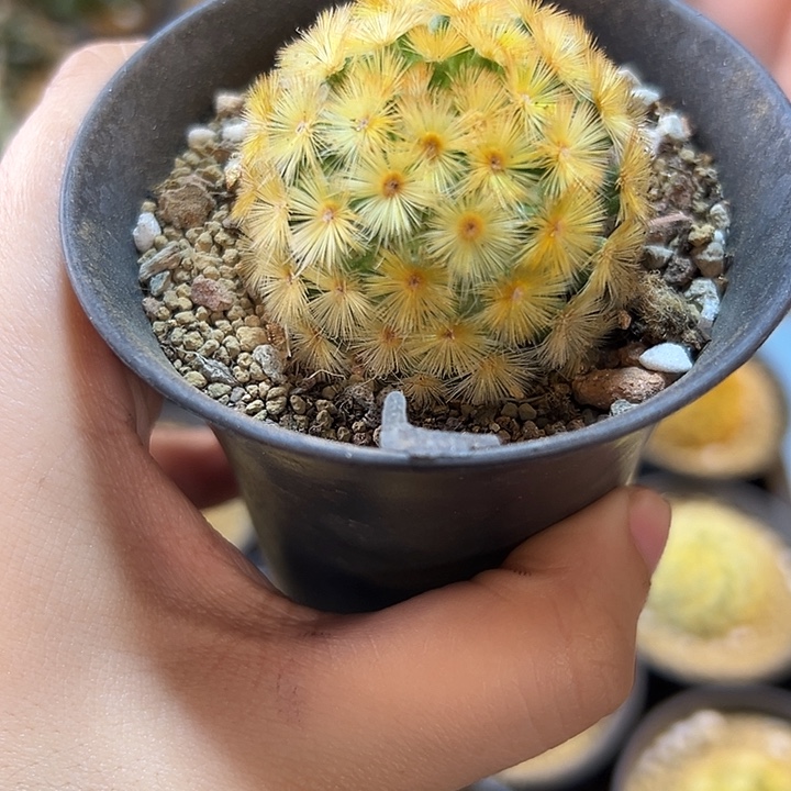 泰系金刺佛头嘉文丸4公分无根1颗