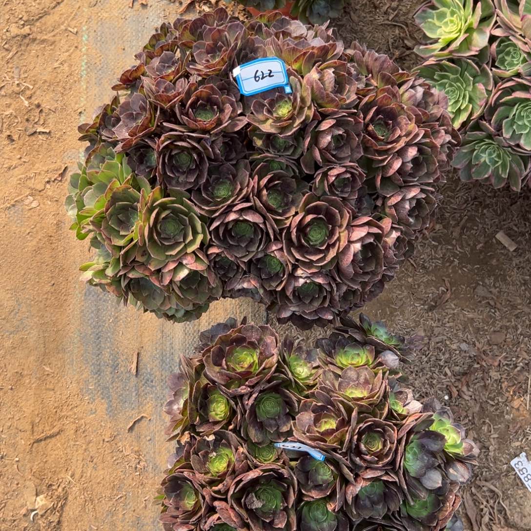 622黑魔多肉植物法师