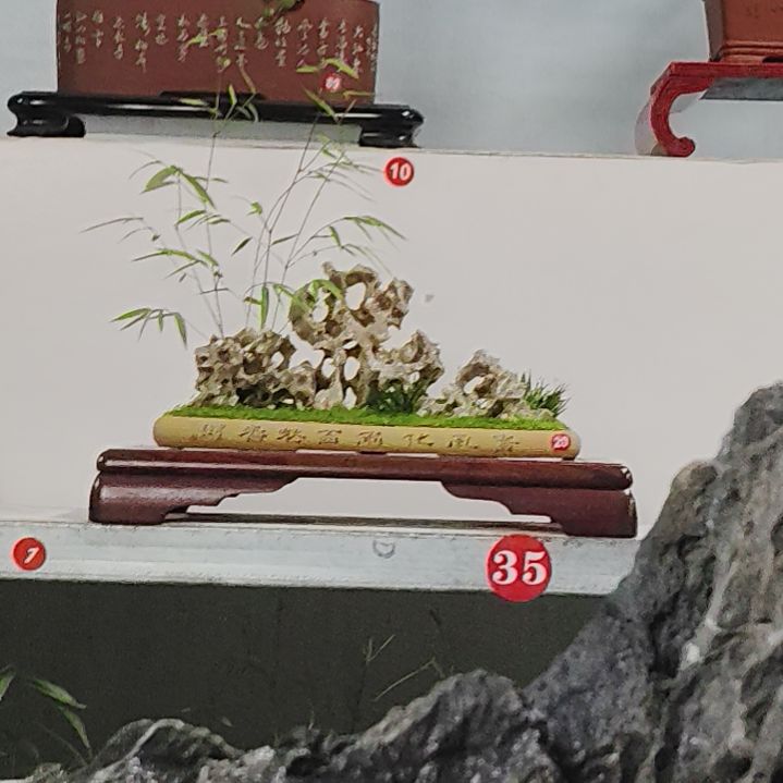 盆景，蓬莱松，玉玲珑花****毅
