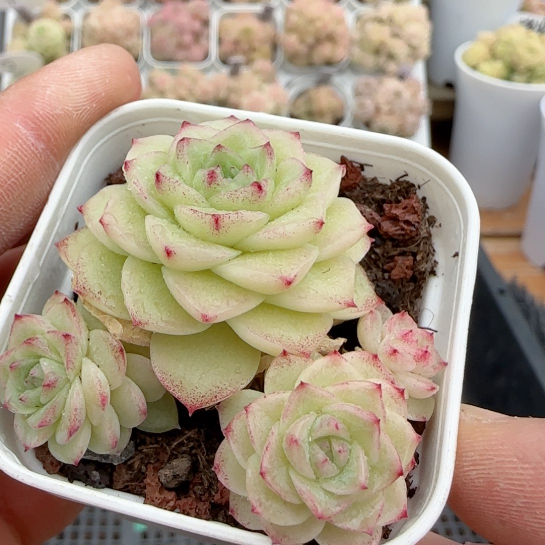 【闪购商品】0208-76（ppt-107）