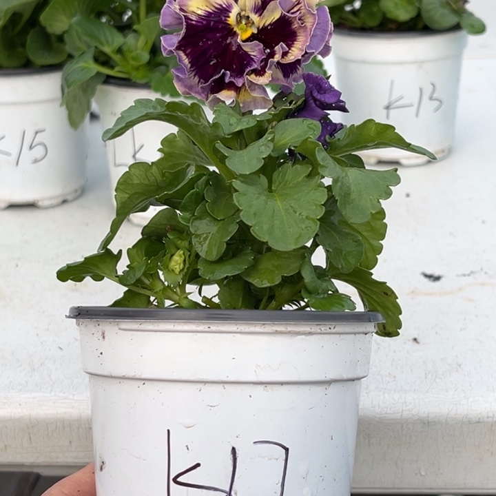 大部分花苞少量开放K17