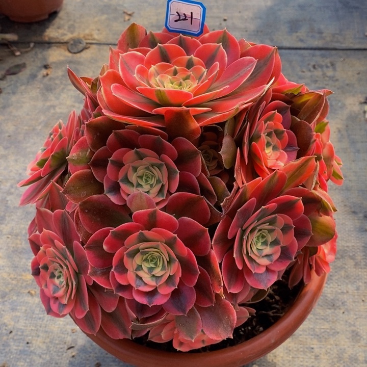 221香妃多肉法师