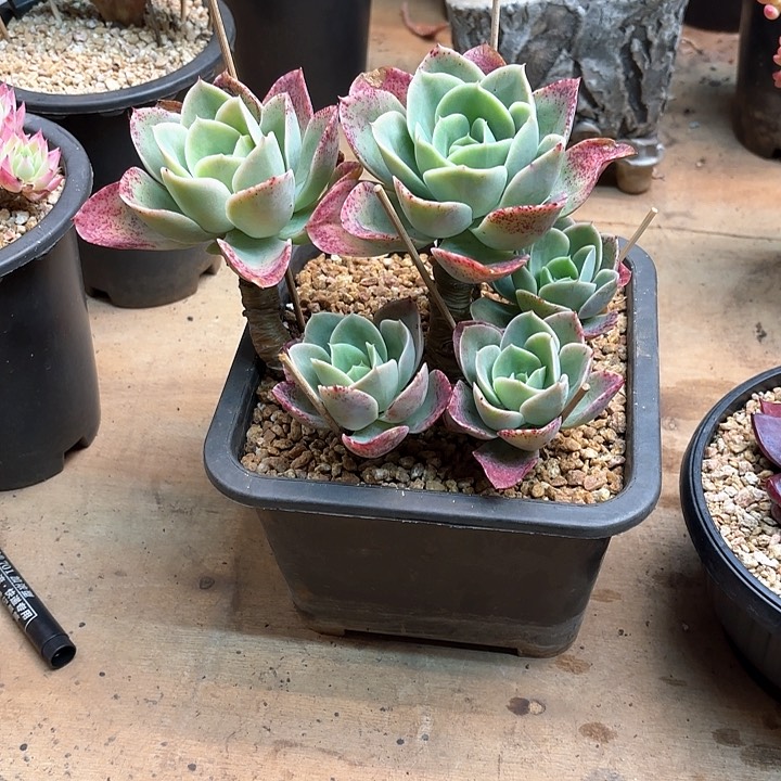 多肉植物，星娜塔