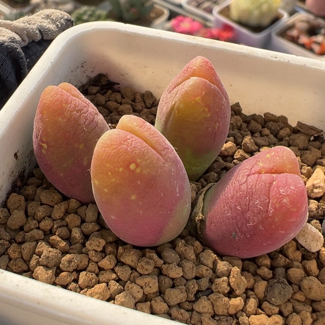 759多肉植物种类多样