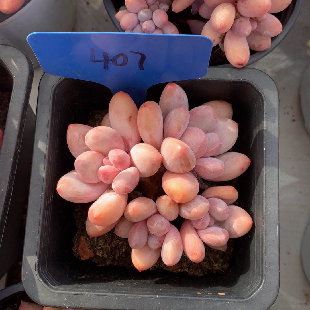 胖体粉香水727272737273