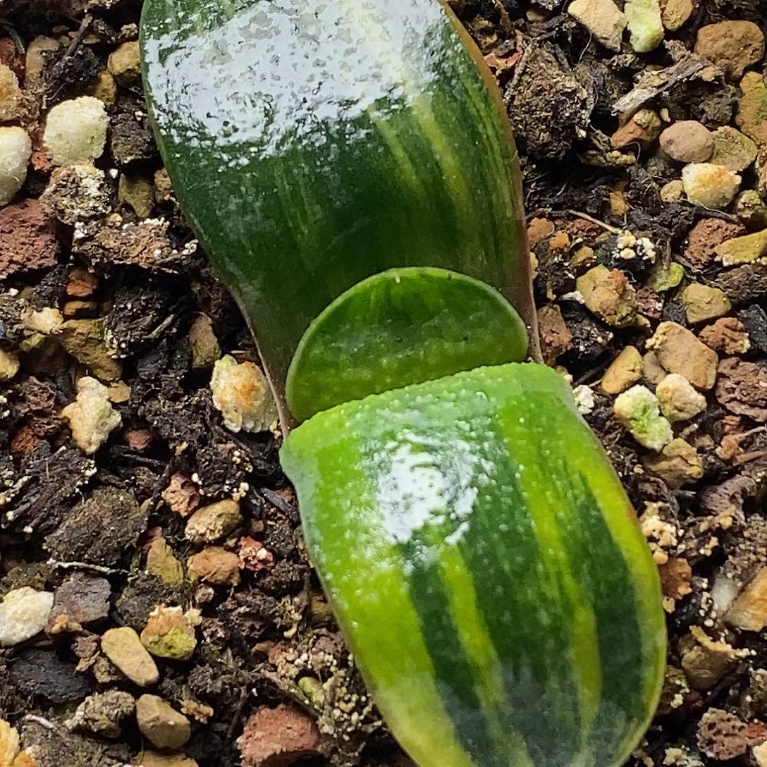 不带盆脱土裸根发货