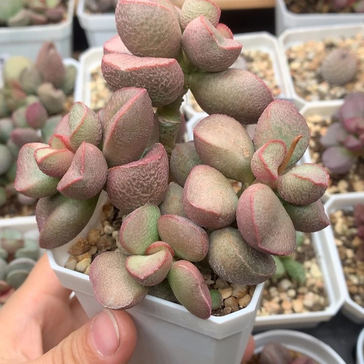 黛安娜磨砂蛋 老桩 7厘米盆 多肉植物 水泡贵货 