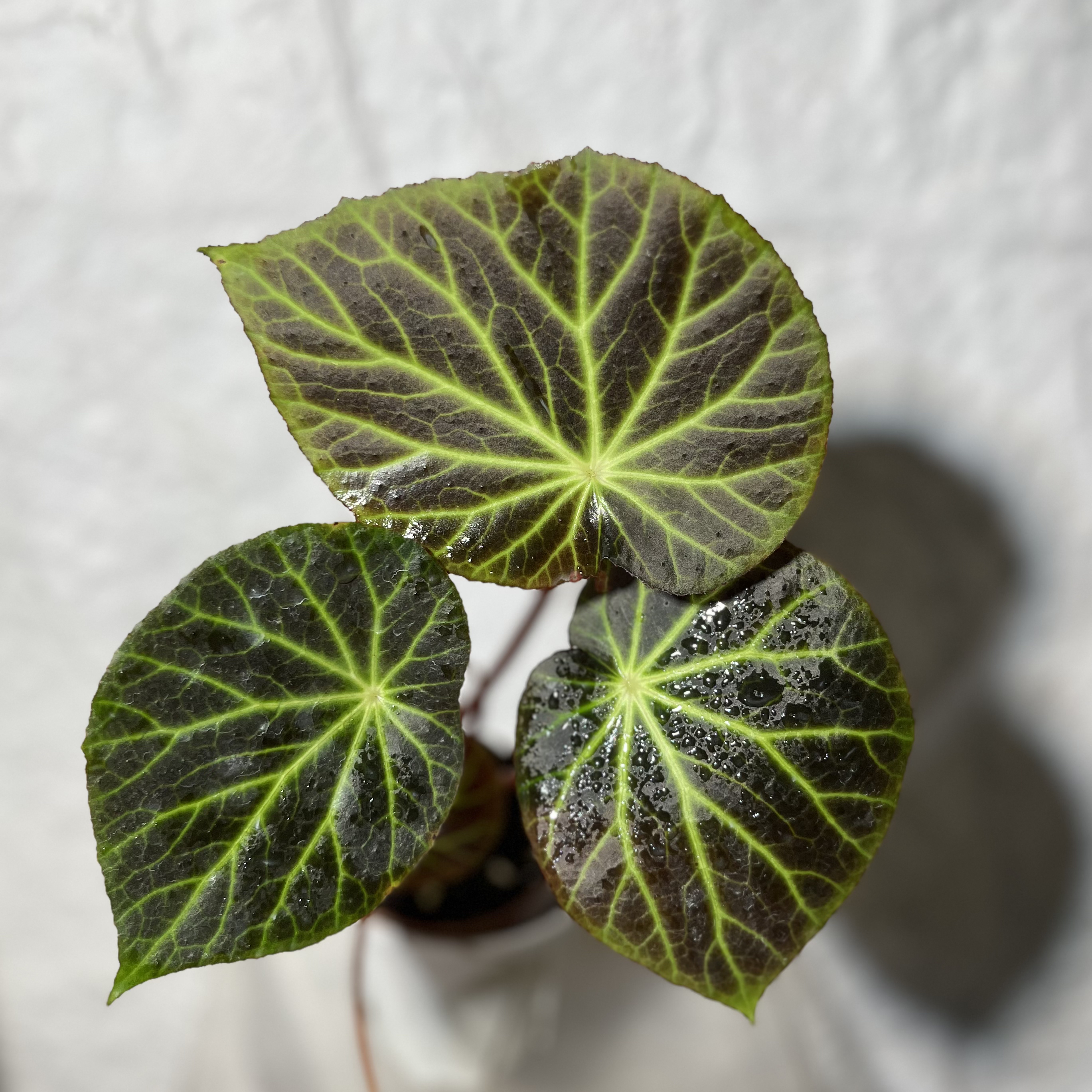 阿波罗秋海棠高端热植盆栽好养观叶绿植