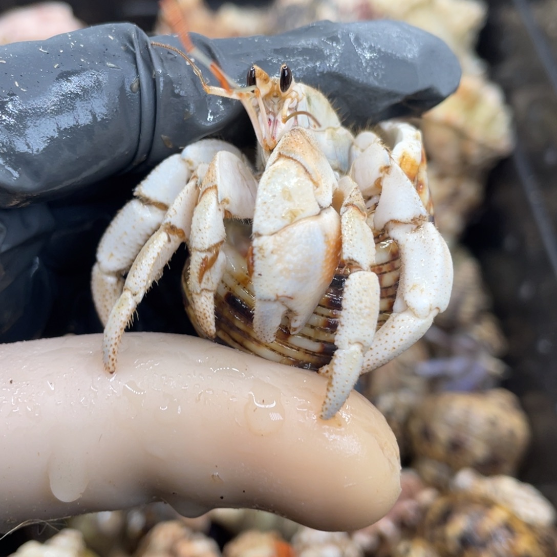 不退不换活体宠物223