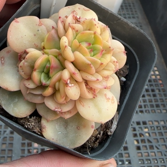 35辣牡丹锦一物一拍多肉