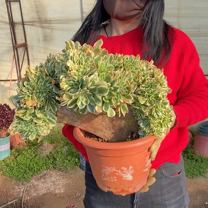 二**姨422迈巴赫缀化老桩