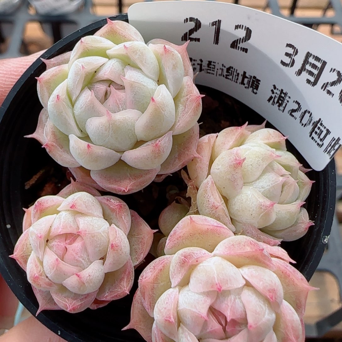 花语逸镜0326-212