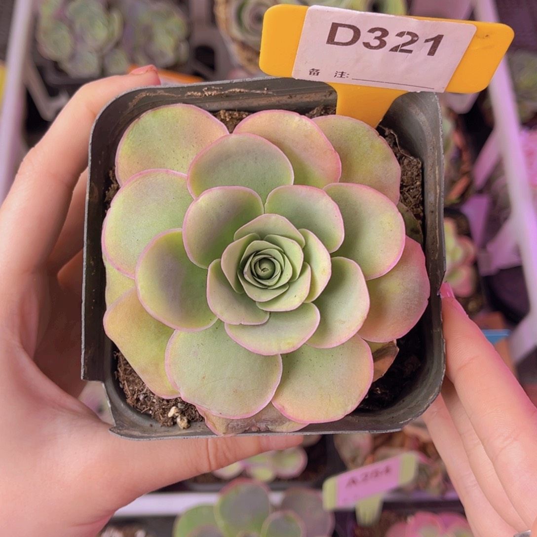 单品一物一拍321号