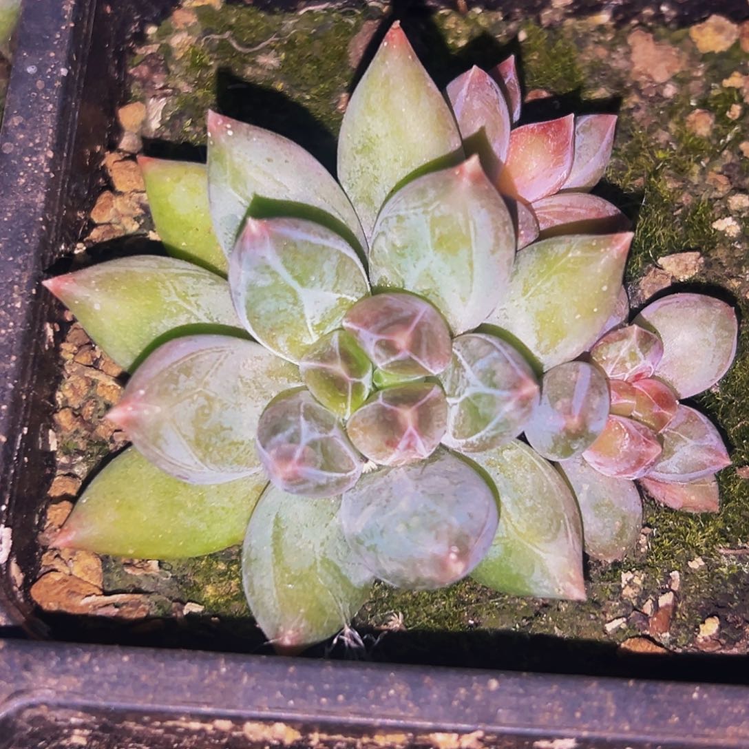 桔云多肉美人精品系列